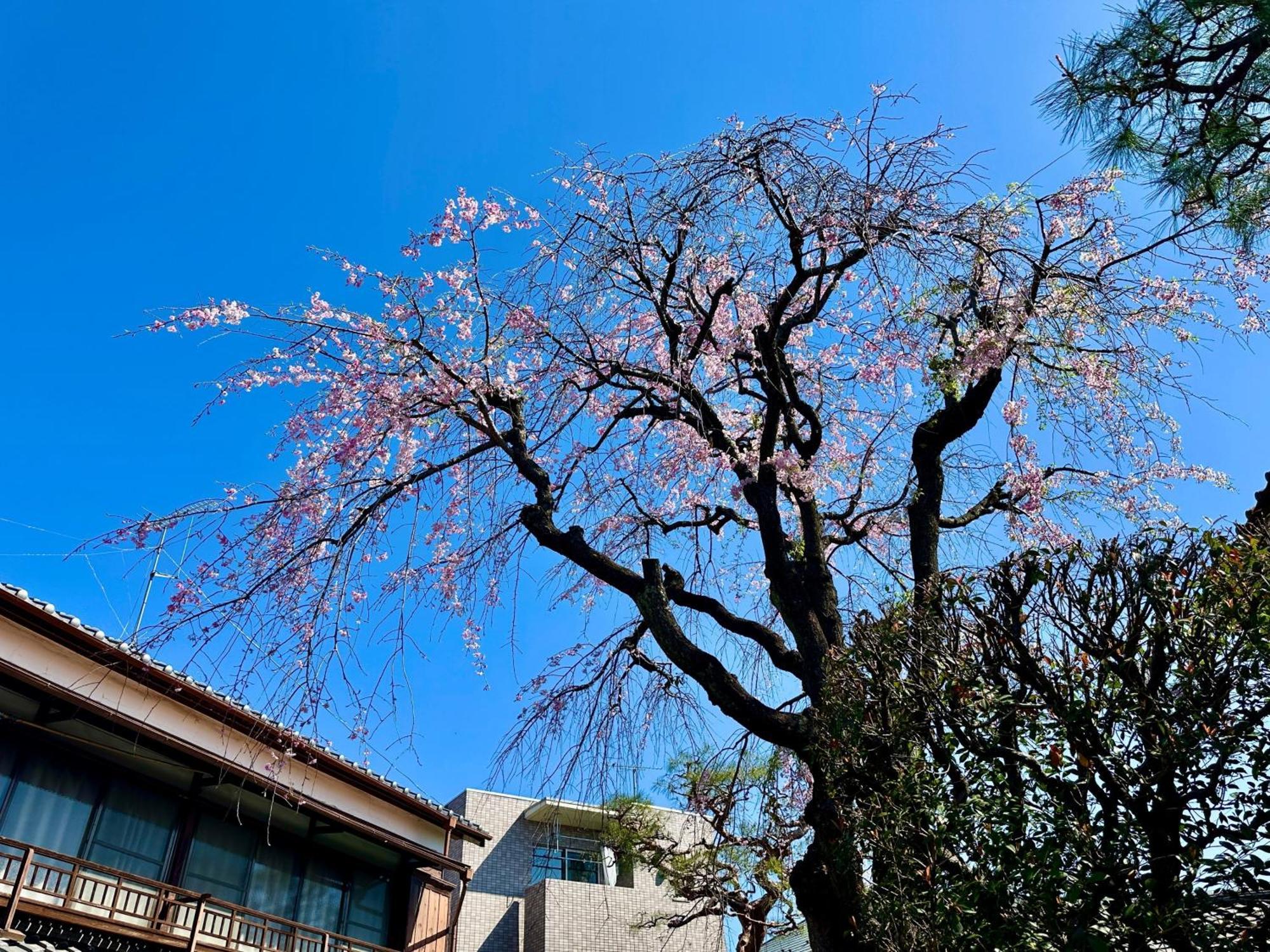 Family Or Business Travel 20 Percent Off丨200 Sqm 丨 14 Min To Shinjuku 丨century-Old Japanese Garden 丨3 Parking Spaces丨4 Bedrooms Tokyo Eksteriør bilde